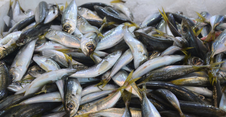 Fırtına Balıkçıları Vurdu! Tezgahların En Ucuz Balığı İstavrit Oldu