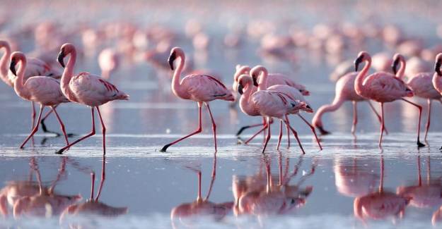 Flamingolar Arin Gölü'nü Renklendirdi