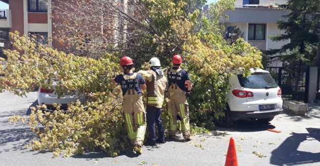Florya'da Rüzgarın Devirdiği Ağaç, Arabaların Üstüne Düştü 