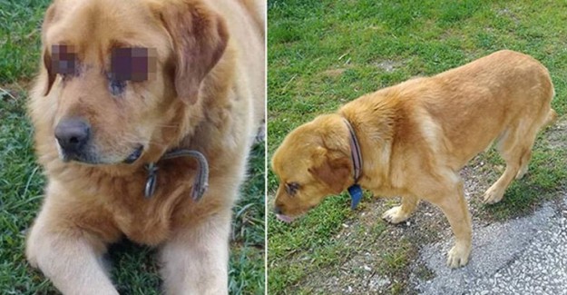 Gözleri Oyulduğu Zannedilen Köpek Kanser Hastası Çıktı
