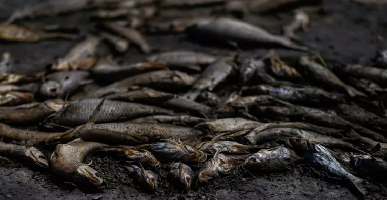Güney Amerika'da korkutan görüntü: Arjantin'de yüzlerce balık kıyıya vurdu