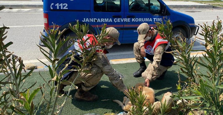 Hatay’da Jandarma Sokak Hayvanları Unutmadı