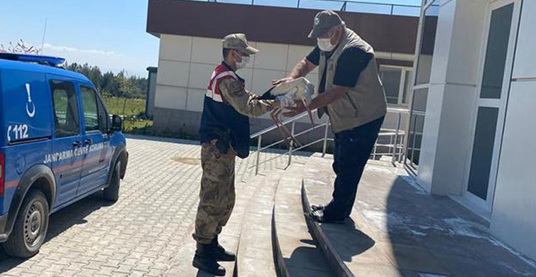 Hatay'da Yaralı Leyleği Jandarma Sahiplendi