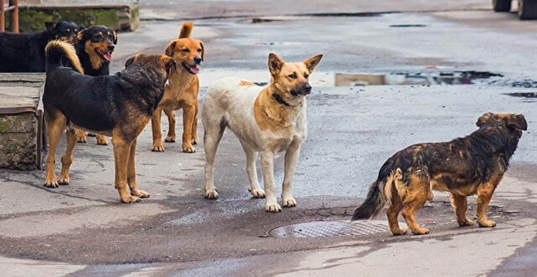 Havrita uygulaması nedir, neden gündemde? Havrita sokak köpeklerini öldürüyor mu? Havrita kapatılacak mı?