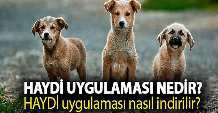 Haydi Uygulaması Nedir?