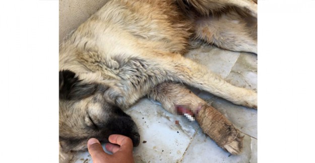 HDP'li Belediye Mardin'de Hayvanlara Eziyet Etmiş 