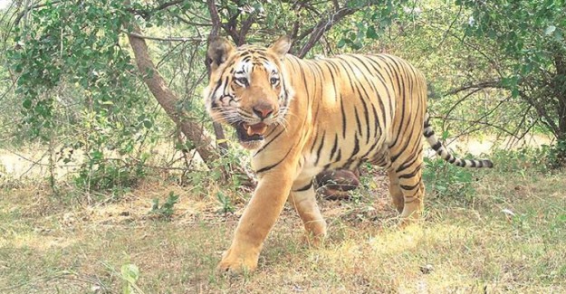 Hindistan'da Kaplan Nüfusunda Patlama Yaşanıyor