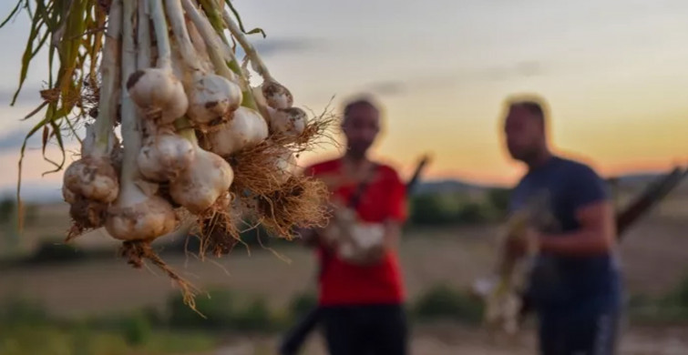 Hırsızlar Kastamonu’na dadandı: Üreticiler hasatlarını korumak için sabaha kadar nöbet tutuyor