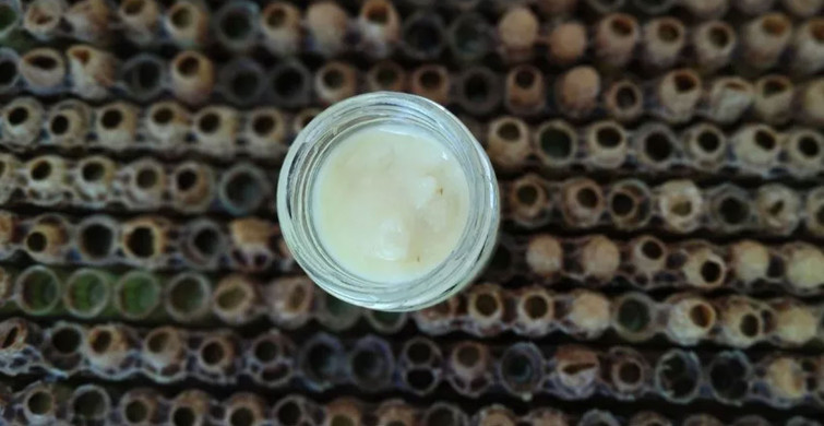 Hücreleri yenileyen arı sütü büyük talep görüyor: Kilosu 10 bin liraya satılıyor!