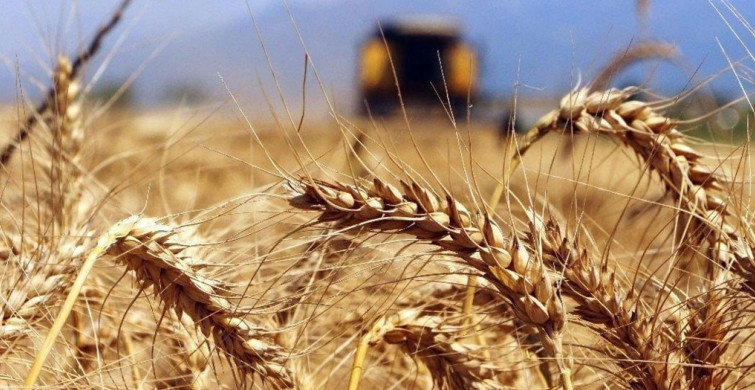 İhracatta son durum ne? Buğday ve mısır fiyatları tarihi zirvede seyrediyor