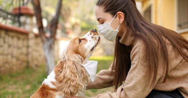 İki Evcil Hayvanın Koronavirüs Testi Pozitif Çıktı