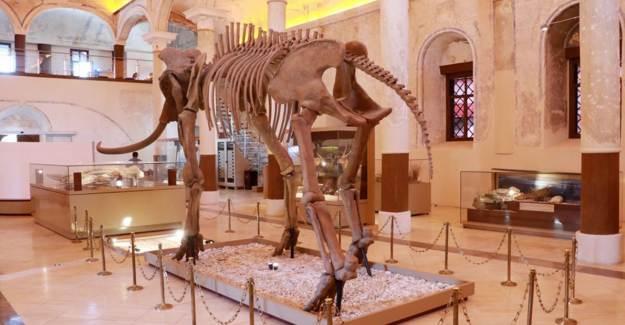 İki Milyon Senelik Fosiller Burdur Doğa Tarihi Müzesi’nde Sergileniyor