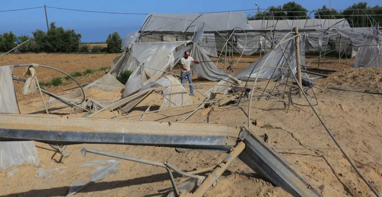 İşgalci İsrail Saldırılarının Ardından Gazze’de Buruk Bir Hasat Dönemi Yaşanıyor