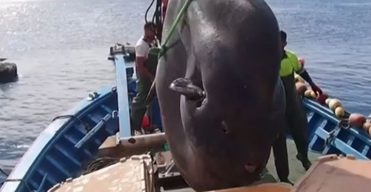 İspanya’da Denizden 2 Tonluk Balık Çıktı