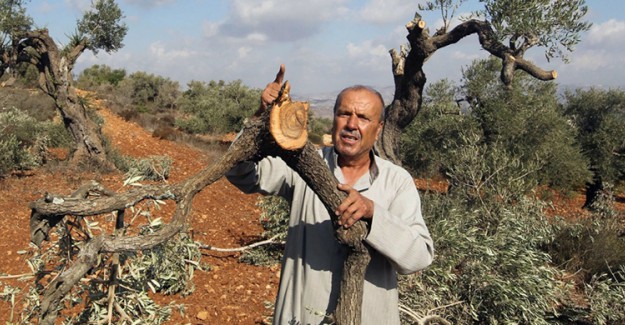 İsrailli Yerleşimciler Bu Kez Zeytin Ağaçlarına Saldırdı