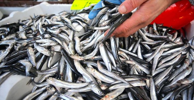 İstanbul'da 2019'da En Çok Tüketilen Balık Hamsi Oldu