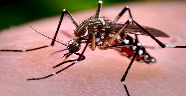 İstanbul'da 'Aedes' salgını! İlaçlamalar yetersiz kalıyor