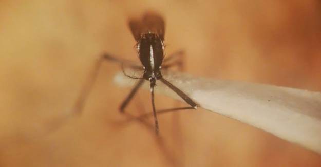 İstanbul'da 'Asya Kaplan Sivrisineği' Korkusu