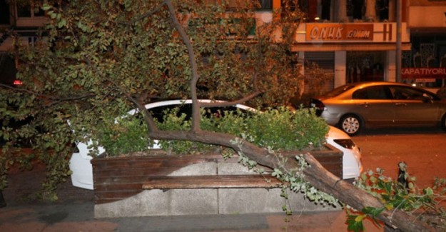İstanbul'da Şiddetli Rüzgar Ağaçları Yerinden Söktü!