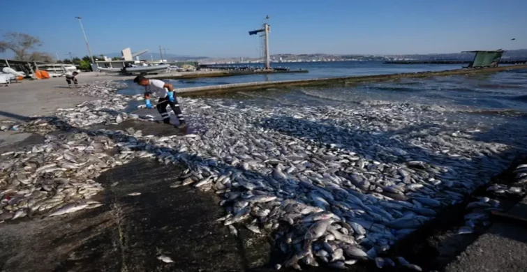 İzmir Körfezi'nde Kirlilik Alarmı: Çok Sayıda Ölü Balık Kıyıya Vurdu