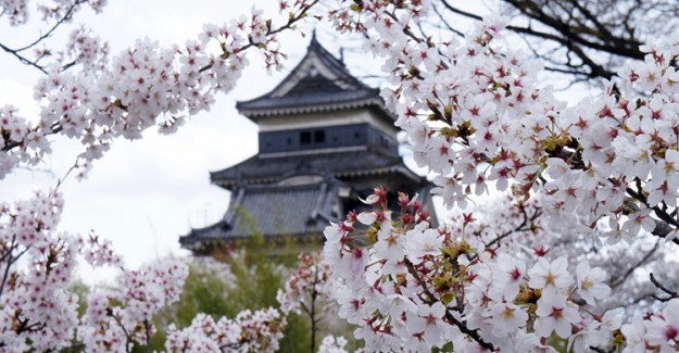 Japonya'da Sakura Şaşkınlığı