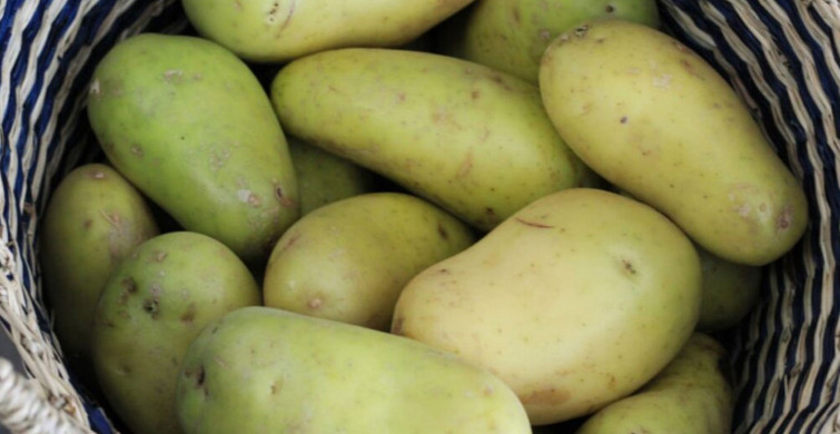 Kabuğu yeşillenen patates sağlığınıza zarar verebilir! Zehirlenebilirsiniz!