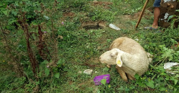 Kaçan Kurbanlık Koyun 9 Gün Sonra Bulundu