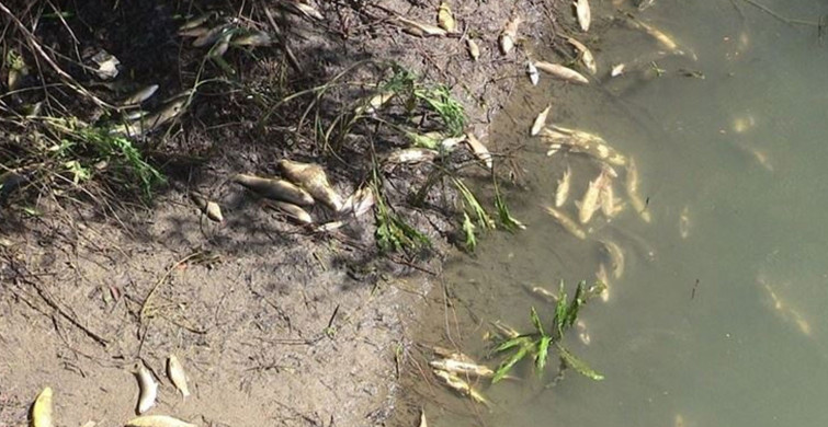 Kahramanmaraş’ta Acil Durum! Ceyhan Nehri'nde Ölü Balıklar Kıyıya Vurdu