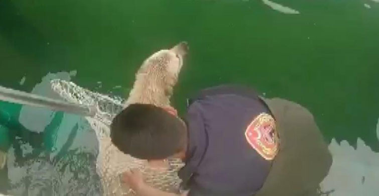 Kahramanmaraş’ta Sulama Kanalına Düşen Köpek Başarılı Şekilde Kurtarıldı