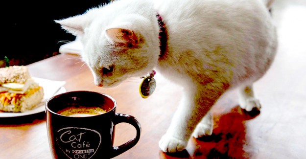 Kahve Falında Kedi Görmek