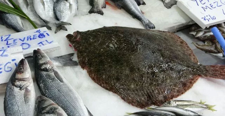 Karadeniz'de yakalanan balık hem görüntüsü hem fiyatıyla insanların odağında!