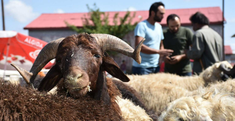 Kars kurbanlık fiyatları ne kadar? 2022 Kars büyükbaş, küçükbaş kurbanlık hisse fiyatları