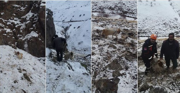 Keçisi Kayalıklarda Mahsur Kalan Besiciye AFAD Yardım Etti