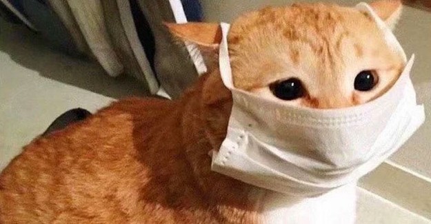 Kediler Coronavirüsünden Etkileniyor