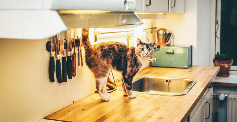Kedinizin Mutfağa Girmesini Nasıl Engellersiniz, Kediler Eğitilebilir mi?