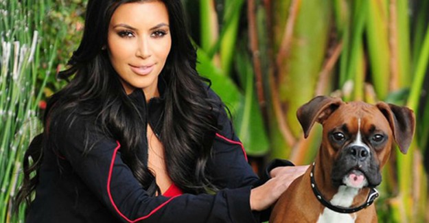 Kim Kardashian Köpeğine Silikon Taktırdı