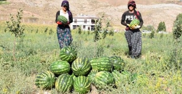 Kimse İnanmıyordu Ama Sivas'ta 150 Ton Karpuz Yetiştirmeyi Başardı