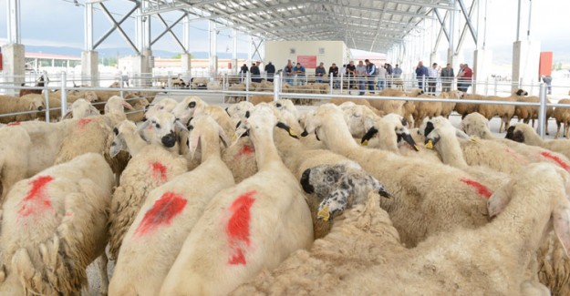 Kırmızı Et Üreticilerinden 'Hayvan Pazarları Açılsın' Talebi
