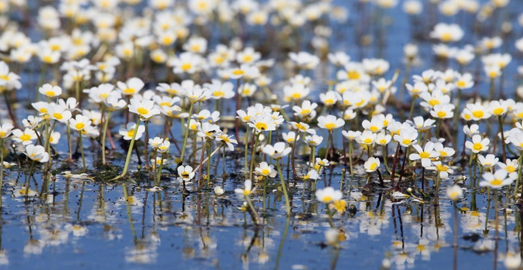Kızılırmak Deltası'nda Suda Açan Çiçekler İlgi Çekiyor