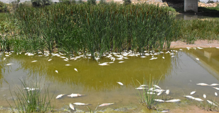 Kızılırmak'taki Balık Ölümlerinin Sebebi Anlaşıldı