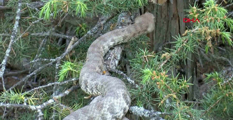 Koca engerek yılanı Türkiye'de sürü halinde görüntülendi. Tek ısırığı bile öldürüyor!
