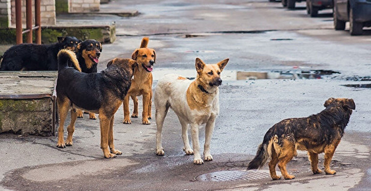 Köpeklerden korkanlar dikkat! Uzmanlar uyardı, saldırılardan zarar görmemek için yapılması gerekenler