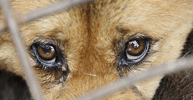 Köpeklere Kürekle Vuran Kadına 750 TL Para Cezası 