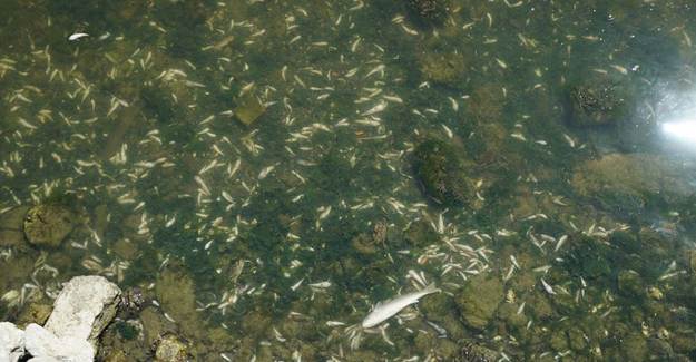 Küçükçekmece Gölü'nde Binlerce Ölü Balık Kıyıya Vurdu