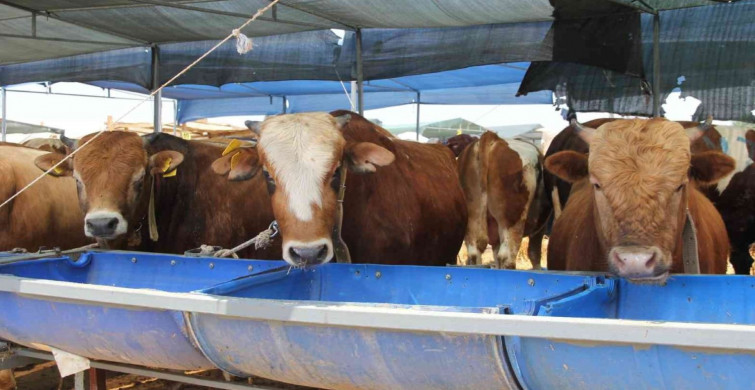 Kurban satışı yapacaklar dikkat: Kurban kesimi tebliği Resmi Gazete’de yayımlandı