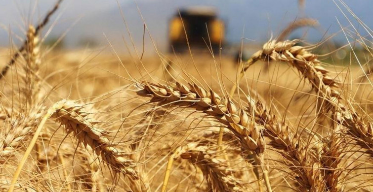 Küresel ekonomilerde buğday krizi tehdidi kapıda! Türkiye buğday üretiminde hangi konumda? Dünyada buğday üretiminde öne çıkan ülkeler!