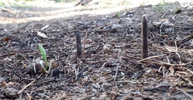  Kütahya'da Mantar Toplamaya Gidenlere Kurulan Tuzak Valiliği Harekete Geçirdi