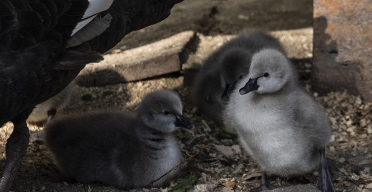 Kuğulu Park'ta 5 Yeni Kuğu Yavrusu Dünyaya Gözlerini Açtı