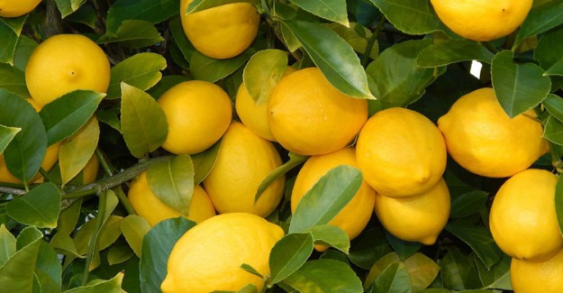 Limonun Faydaları!