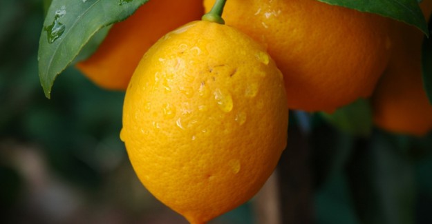 Limonun Zayıflamaya Etkileri Nedir? - Bir Günlük Limon Diyeti Listesi